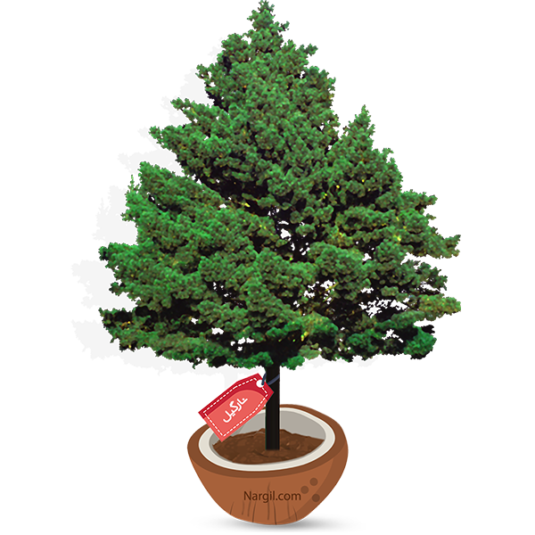  Nargil - Eldarica pine